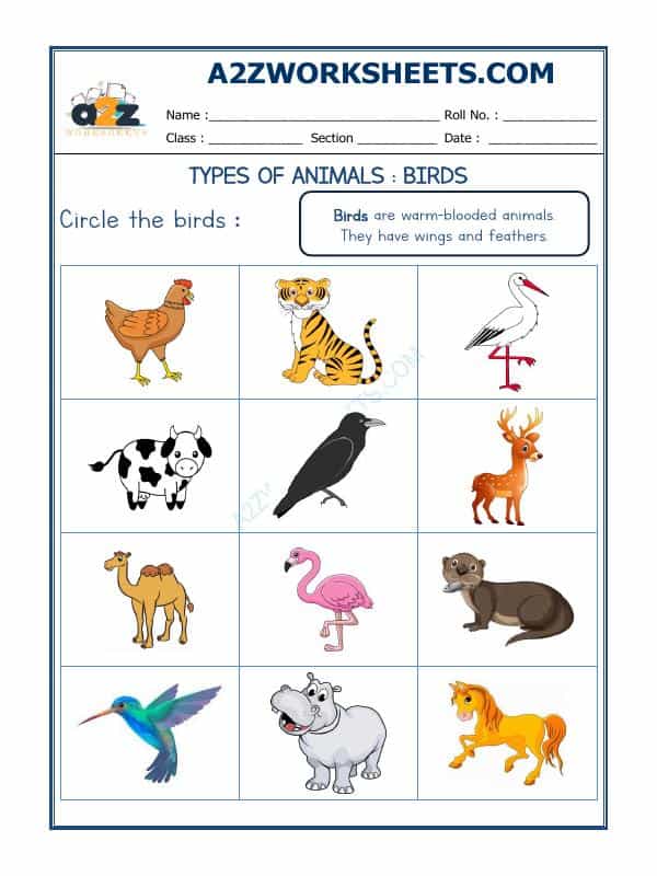 Animal Classification-03