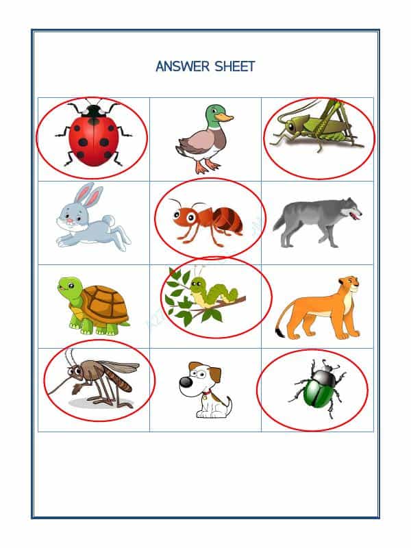 Animal Classification-07