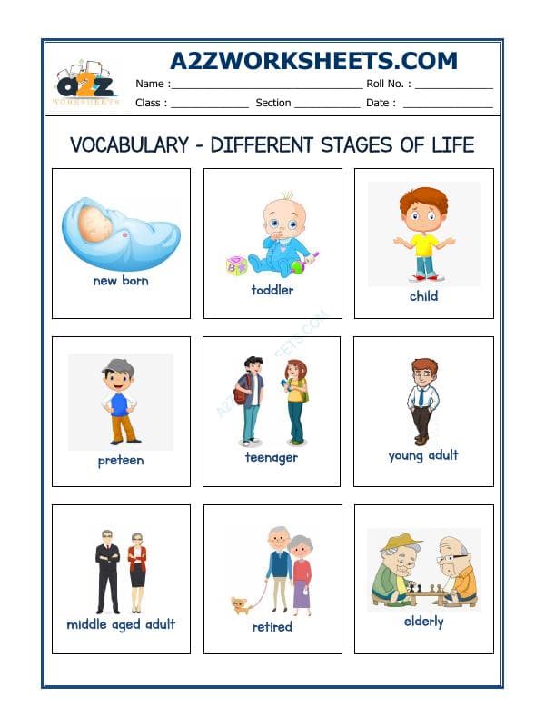 Vocabulary Worksheets - Different Stages Of Life