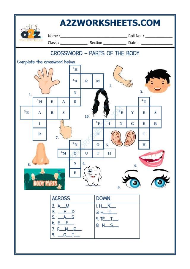 Crossword-Parts Of Body