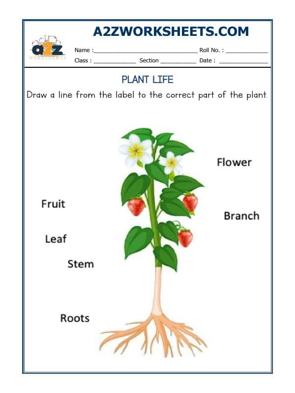 Plants Life-06